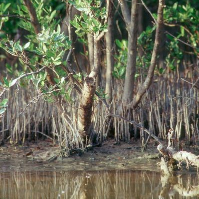 Mangrove