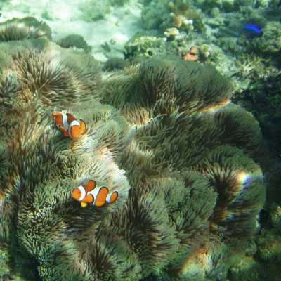 Coral reefs