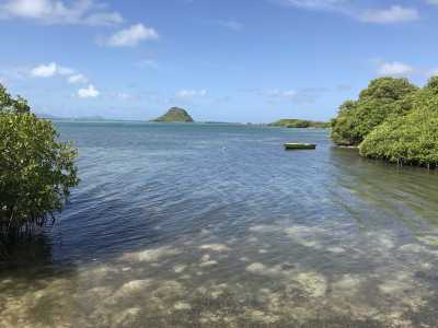 Coastal mangroves Coastal mangroves
