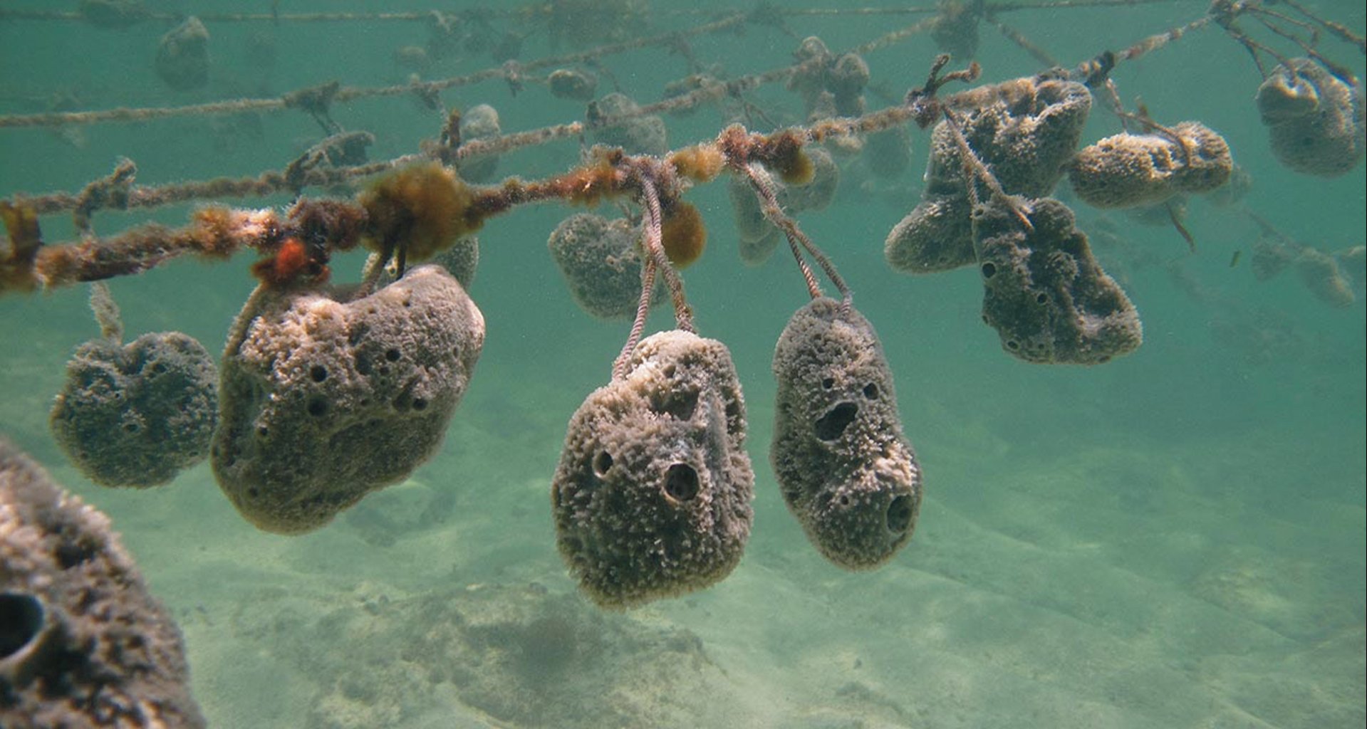Grey sponges Grey sponges