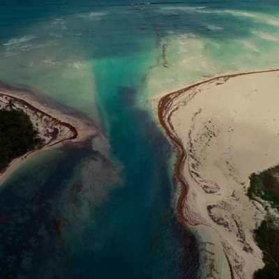 Algae at Yucatan's beach