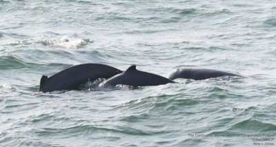 Irrawaddy dolphins