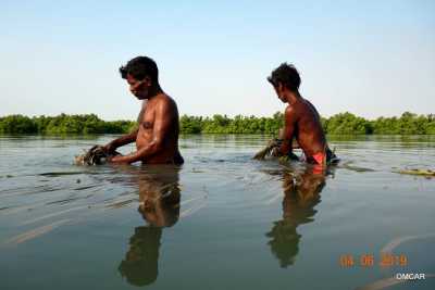 Die Seegrasart siedelt im Flachwasser