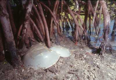 Atlantischen Schwertschwänze (Limulus polyphemus) Atlantischen Schwertschwänze (Limulus polyphemus)