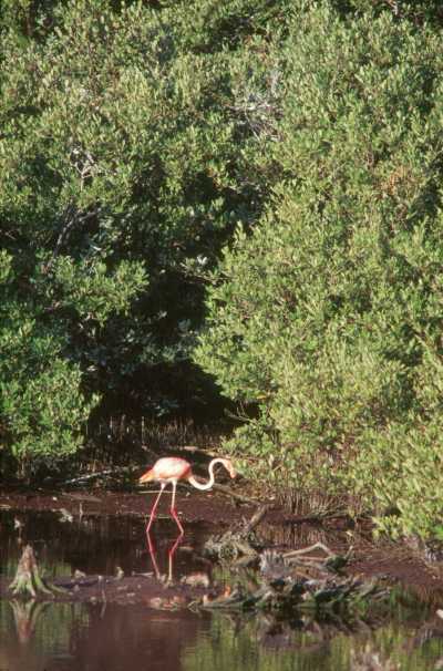 Flamingos (Phoenicopterus ruber ruber) Flamingos (Phoenicopterus ruber ruber)