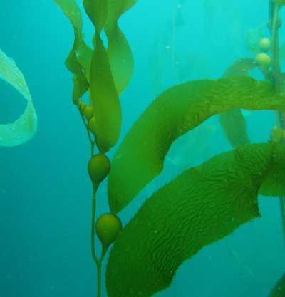 Photo: Claire Fackler, NOAA National Marine Sanctuaries