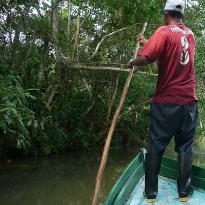 Mangroves