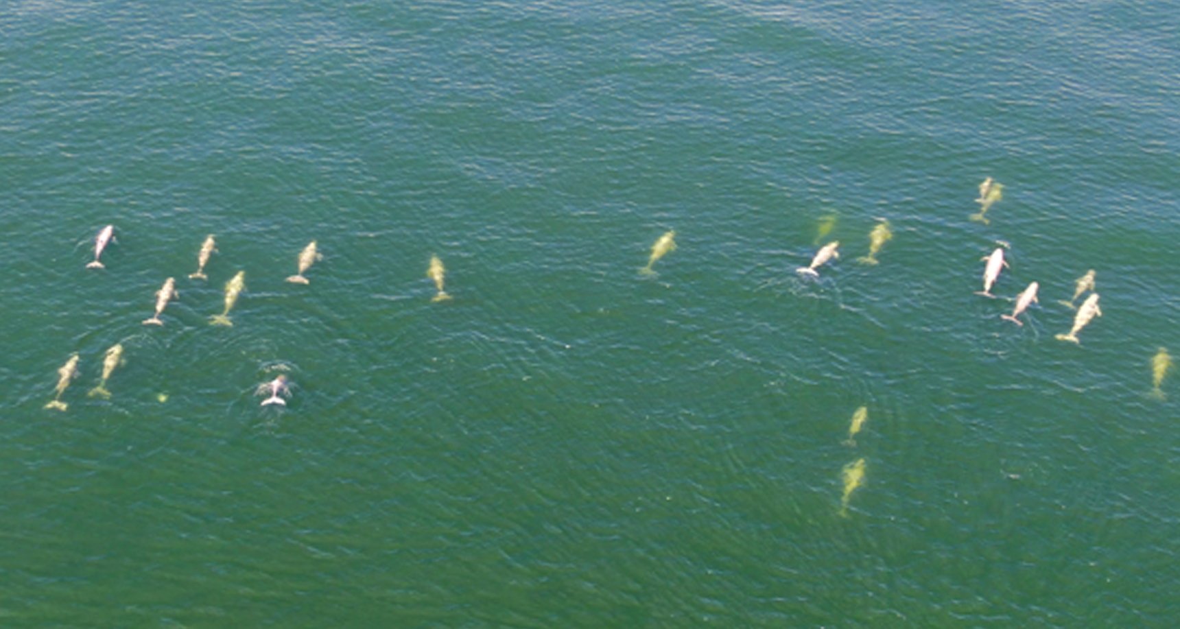 Irrawaddy dolphins line
