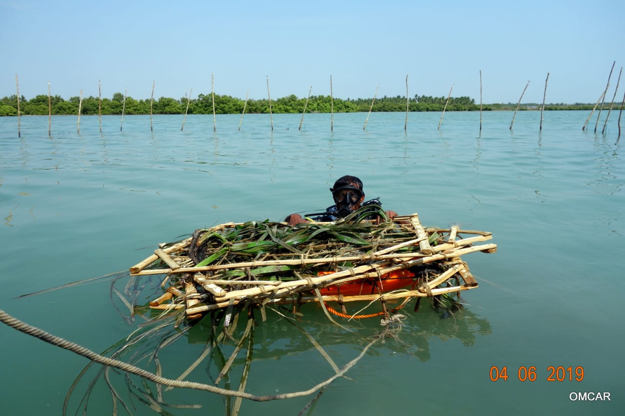 The largest seagrass species grow up to 4 feet