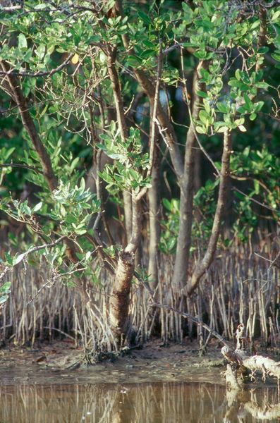 Mangroves Mangroves
